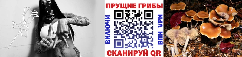 Псилоцибиновые грибы Cubensis  купить   Суворов 